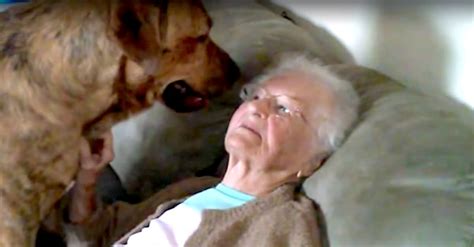 dog sex with granny|Mature granny zoo sex with big dog .